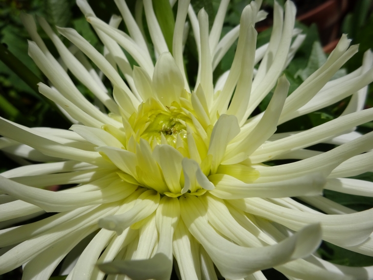 White cactus dahlia